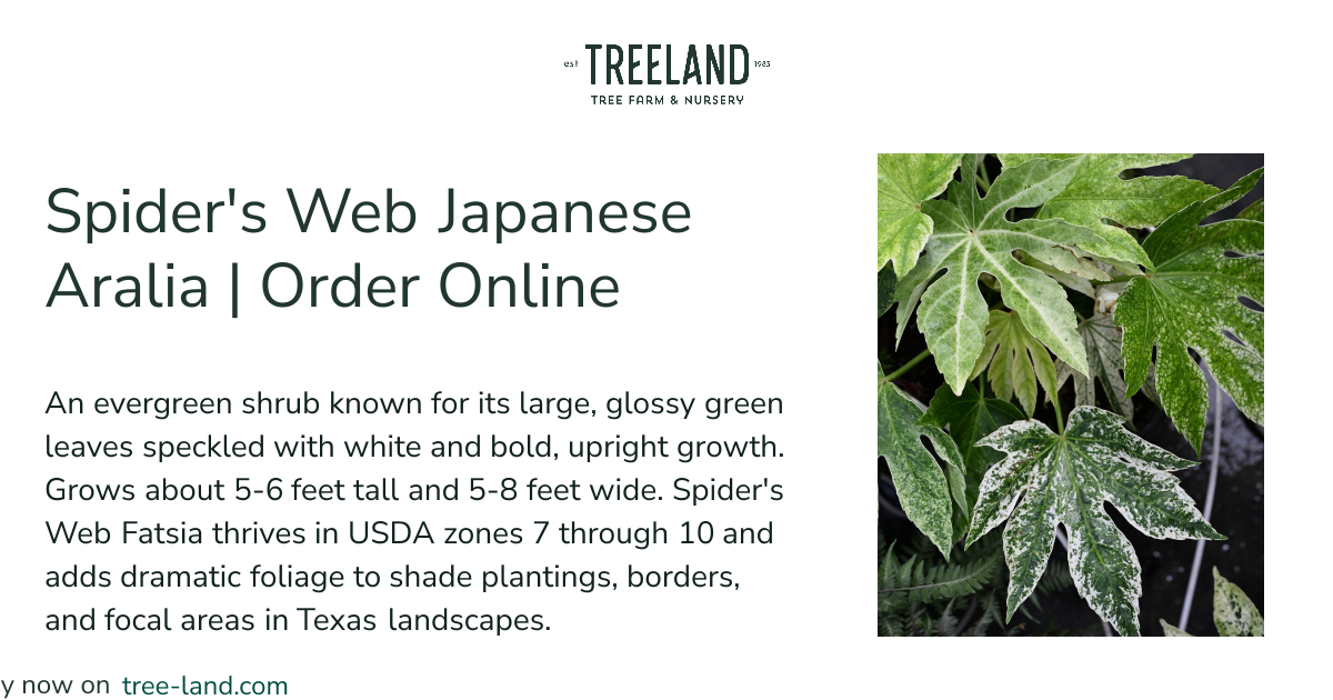 Spider's Web Japanese Aralia | Order Online | Treeland Nursery