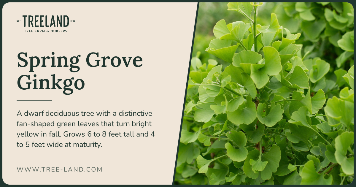 Spring Grove Ginkgo | Treeland Nursery