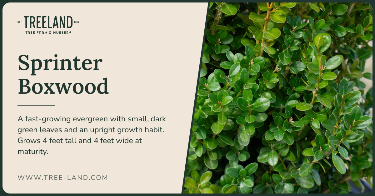 Sprinter Boxwood | Order Online | Treeland Nursery