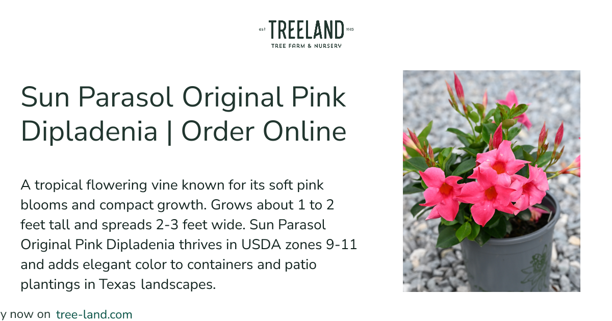 Sun Parasol Original Pink Dipladenia | Order Online | Treeland Nursery