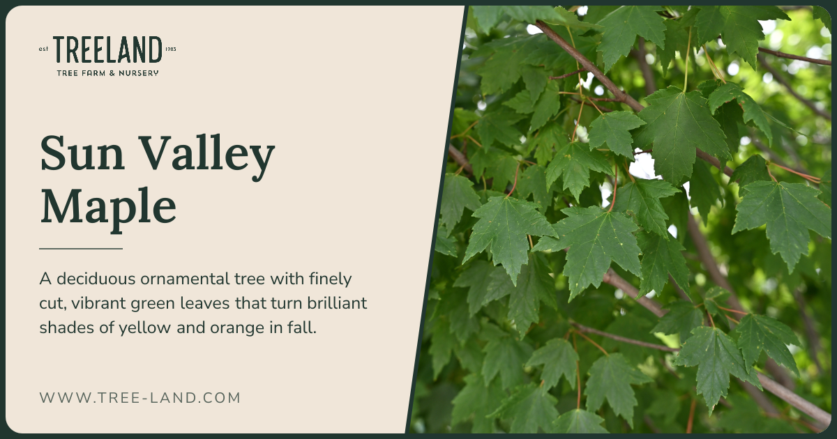 Sun Valley Maple | Order Online | Treeland Nursery
