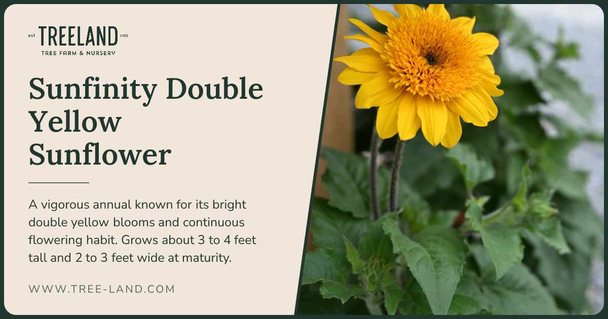 Sunfinity Double Yellow Sunflower | Order Online | Treeland Nursery