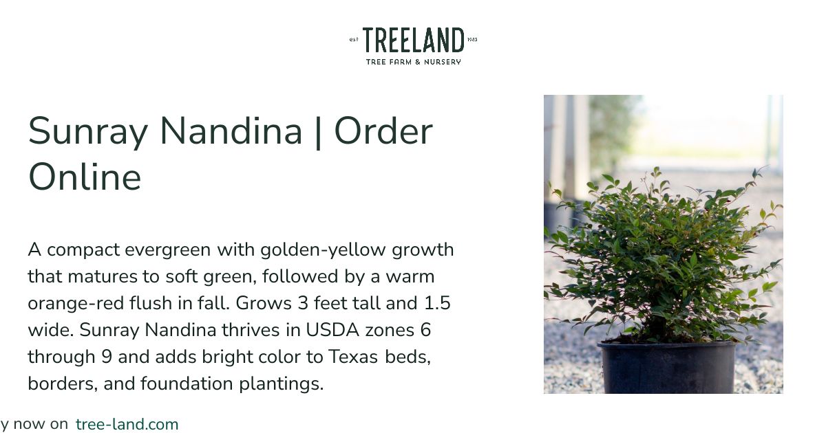 Sunray Nandina | Order Online | Treeland Nursery