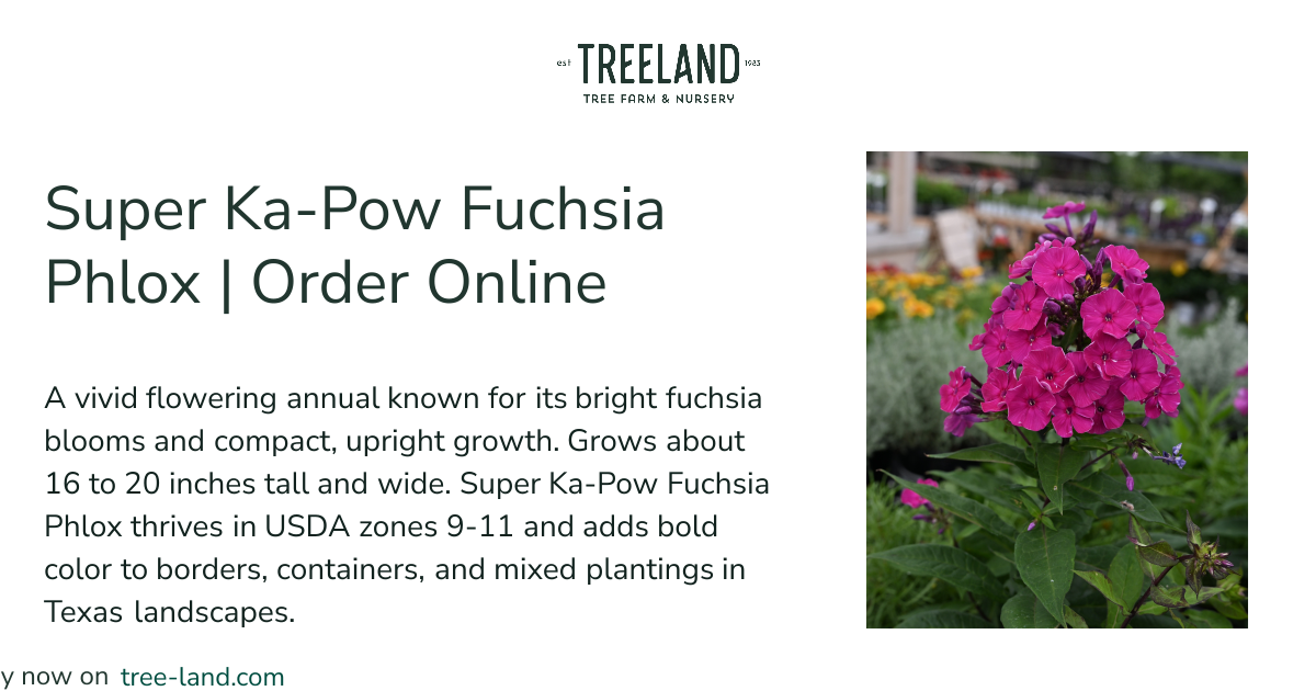 Super Ka-Pow Fuchsia Phlox | Order Online | Treeland Nursery