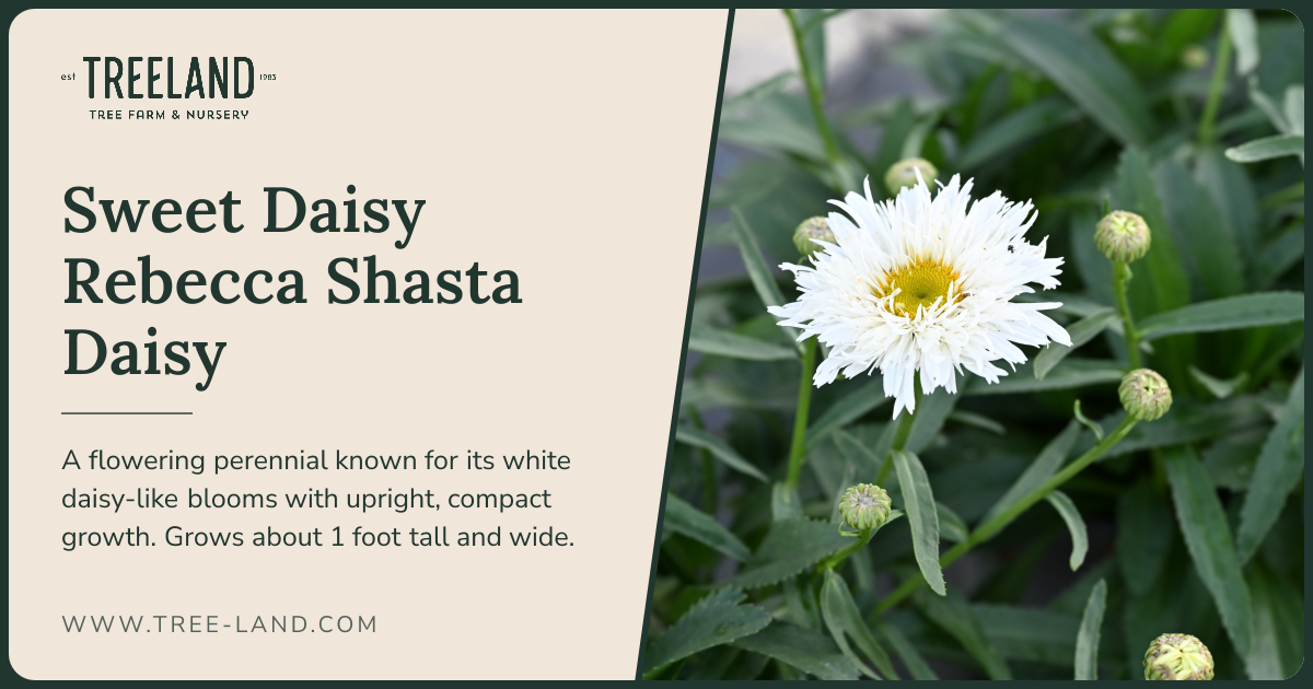 Sweet Daisy Rebecca Shasta Daisy | Treeland Nursery