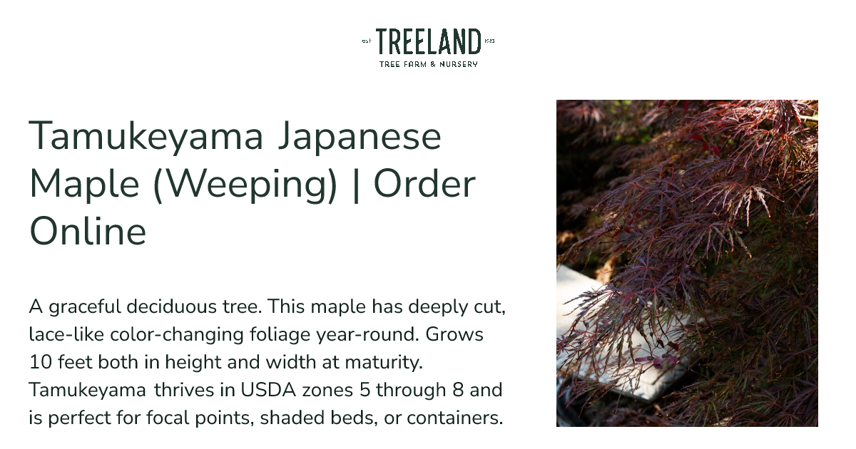 Tamukeyama Japanese Maple (Weeping) | Order Online | Treeland Nursery