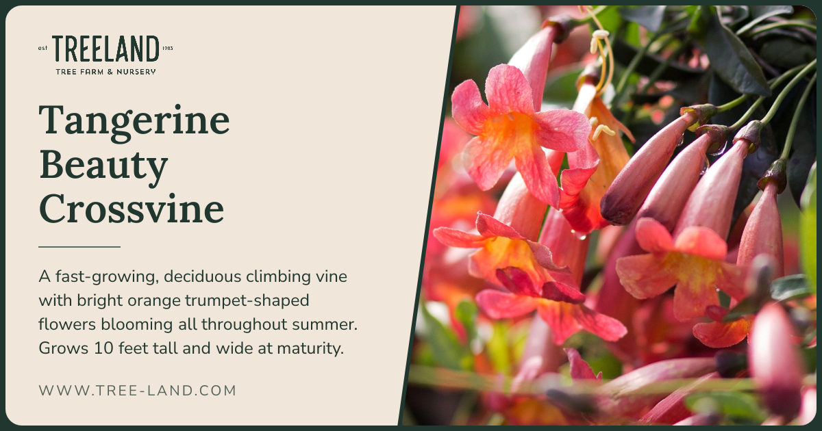Tangerine Beauty Crossvine | Order Online | Treeland Nursery