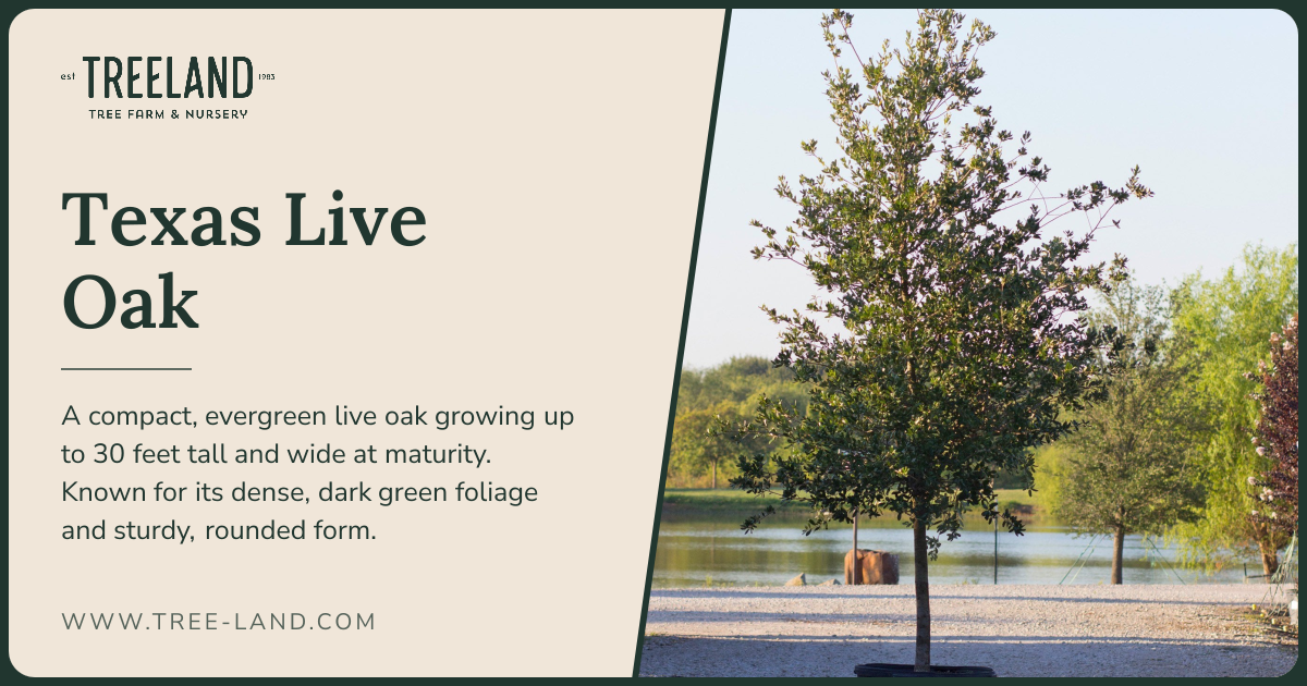 Texas Live Oak Joan Lionetti | Order Online | Treeland Nursery