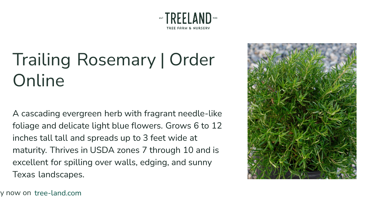Trailing Rosemary | Order Online | Treeland Nursery