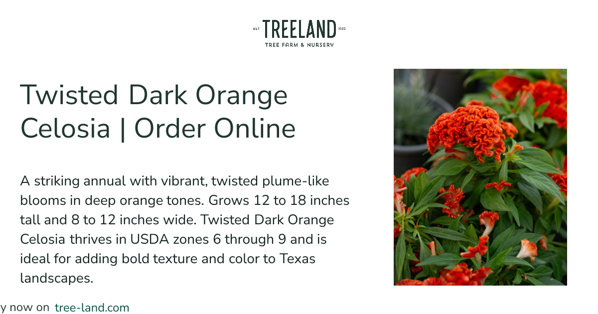 Twisted Dark Orange Celosia | Order Online | Treeland Nursery