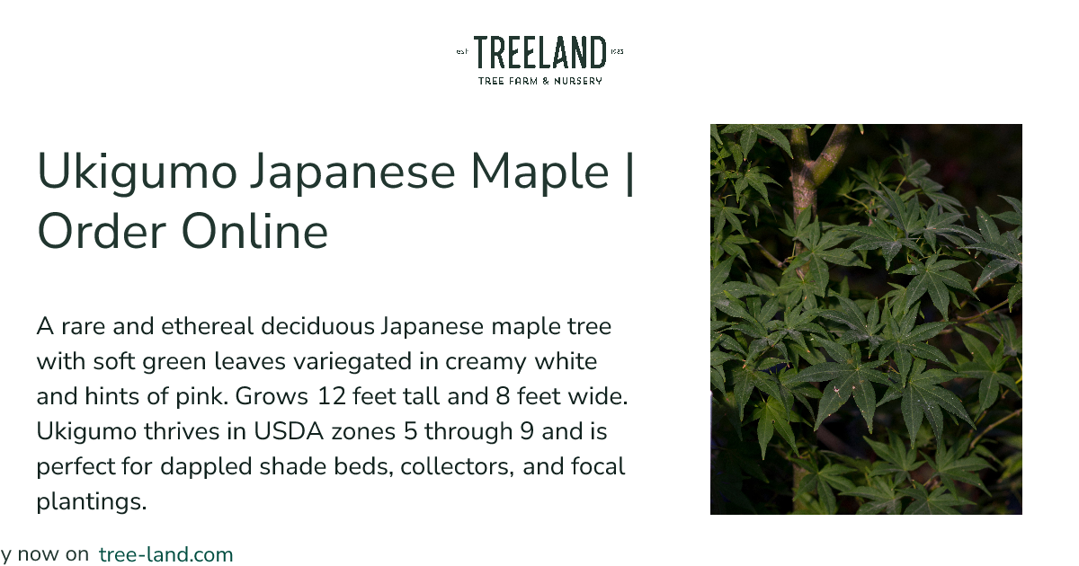 Ukigumo Japanese Maple | Order Online | Treeland Nursery