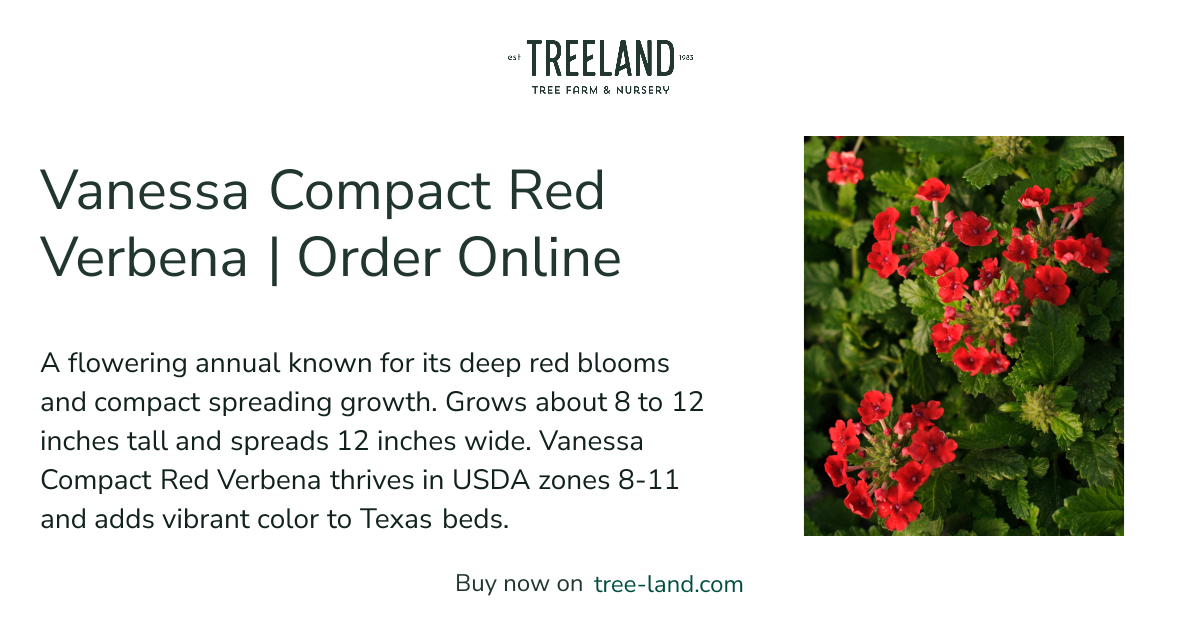 Vanessa Compact Red Verbena | Order Online | Treeland Nursery