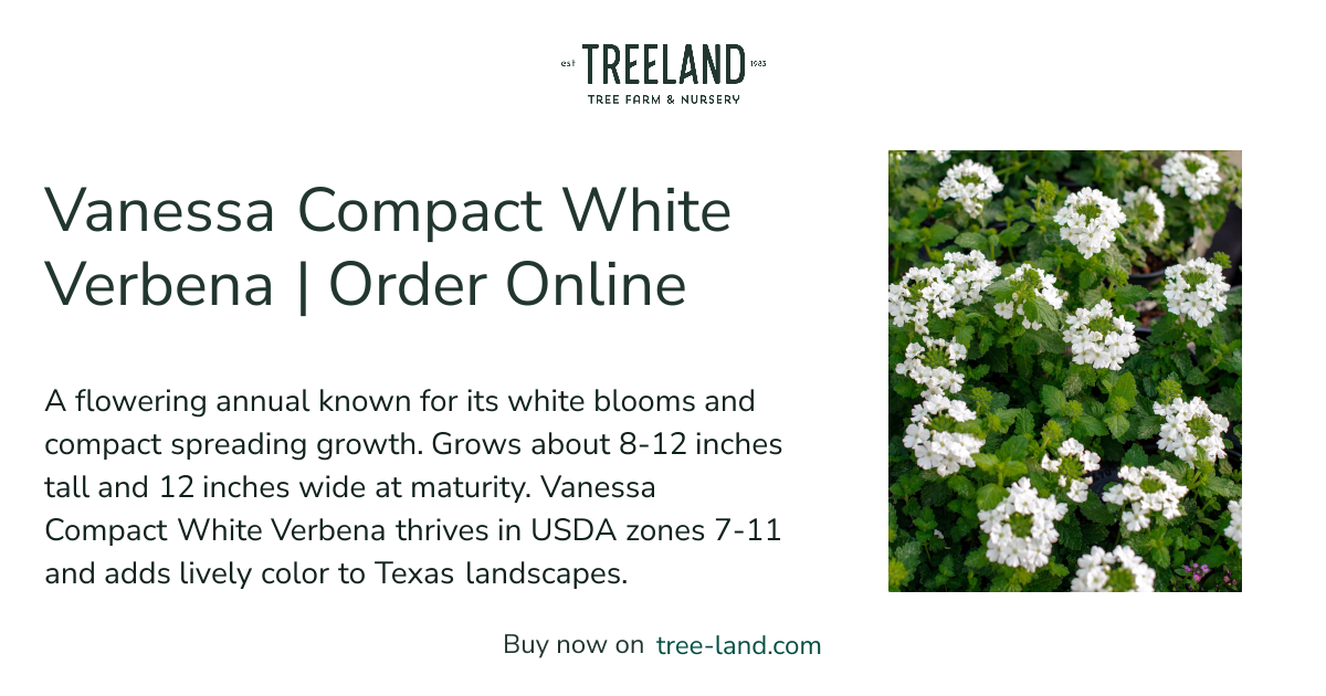 Vanessa Compact White Verbena | Order Online | Treeland Nursery
