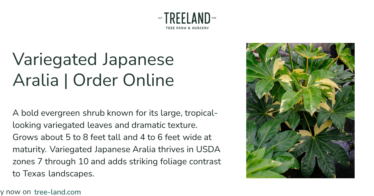 Variegated Japanese Aralia | Order Online | Treeland Nursery