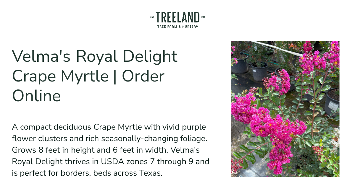 Velma's Royal Delight Crape Myrtle | Order Online | Treeland Nursery