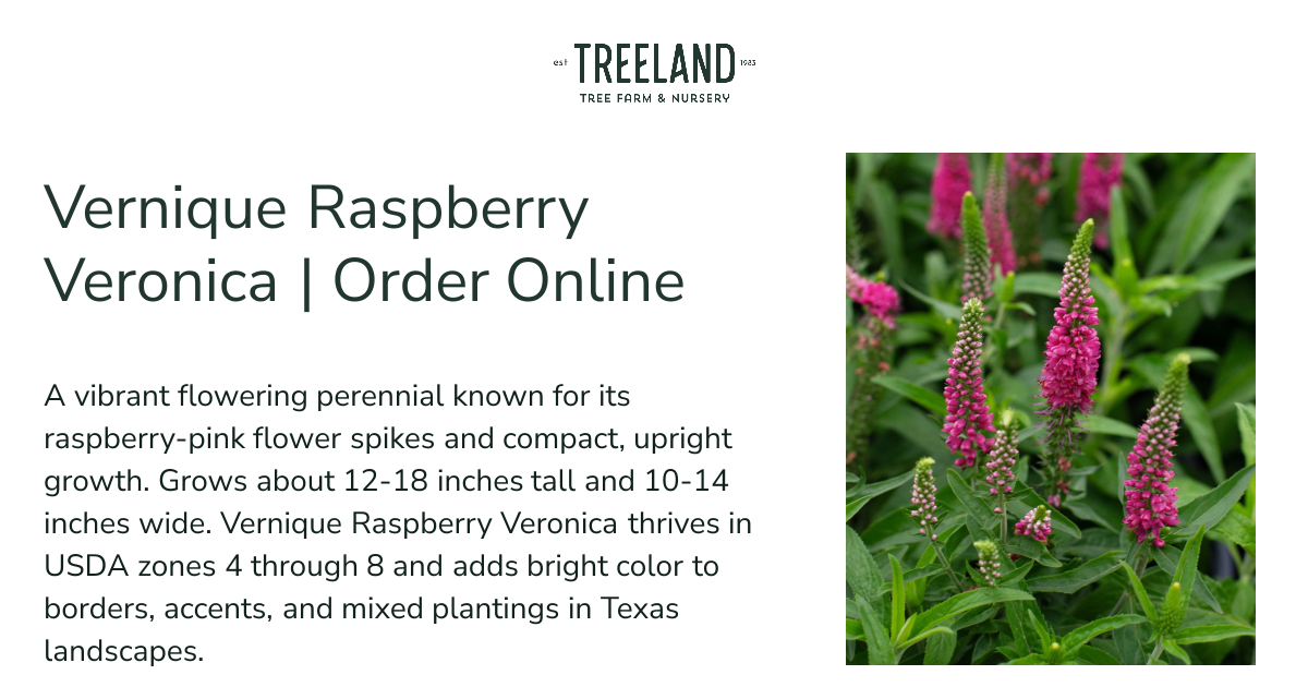 Vernique Raspberry Veronica | Order Online | Treeland Nursery