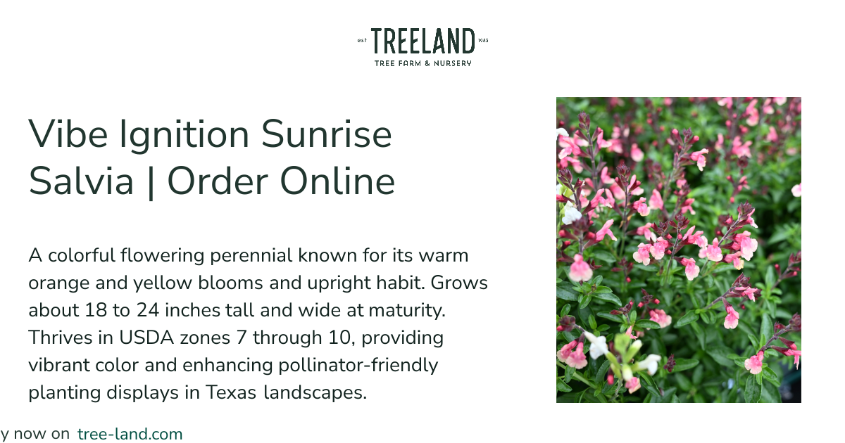 Vibe Ignition Sunrise Salvia | Order Online | Treeland Nursery
