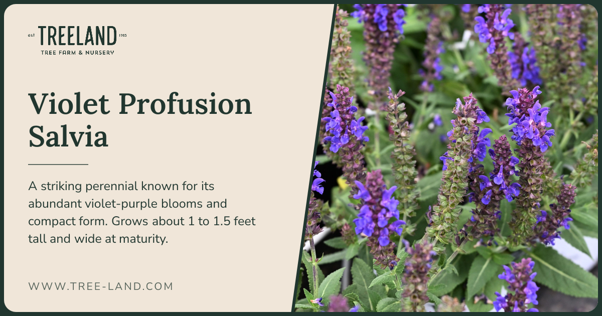 Violet Profusion Salvia | Order Online | Treeland Nursery