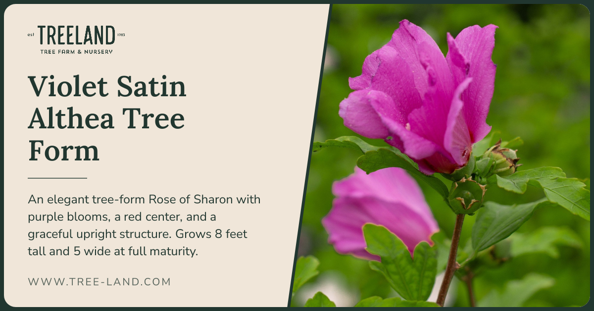 Violet Satin Althea Tree Form | Order Online | Treeland Nursery