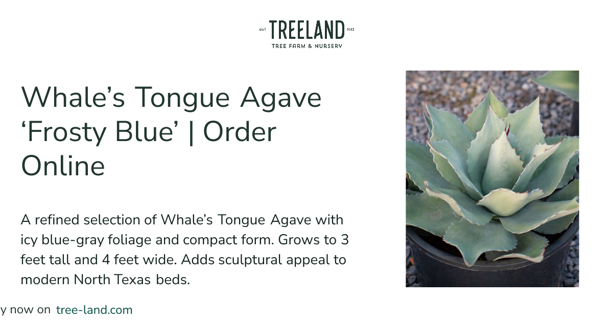 Whale's Tongue Agave 'Frosty Blue' | Order Online | Treeland Nursery