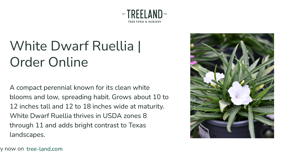 White Dwarf Ruellia | Order Online | Treeland Nursery