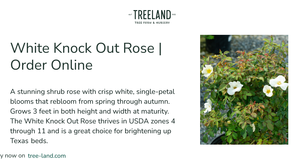 ホワイトローズ 即購入OKです♡様用•*¨*•.¸♬︎ White Knock Out Rose | Order Online | Treeland Nursery