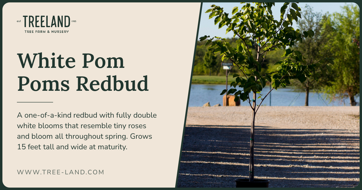 White Pom Poms Redbud | Order Online | Treeland Nursery