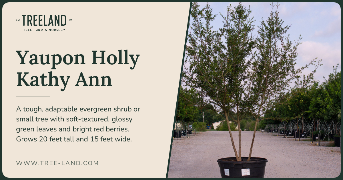 Yaupon Holly | Order Online | Treeland Nursery