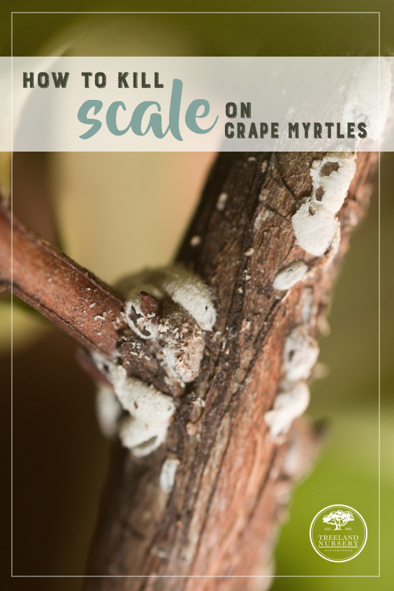 How to Kill Bark Scale on Crape Myrtles