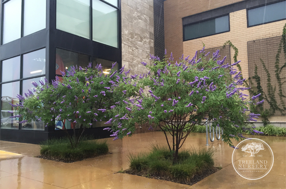 The Best Purple Flowering Tree For North Texas