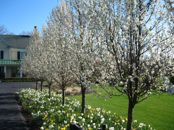 Welcome Spring with a Cleveland Select Pear