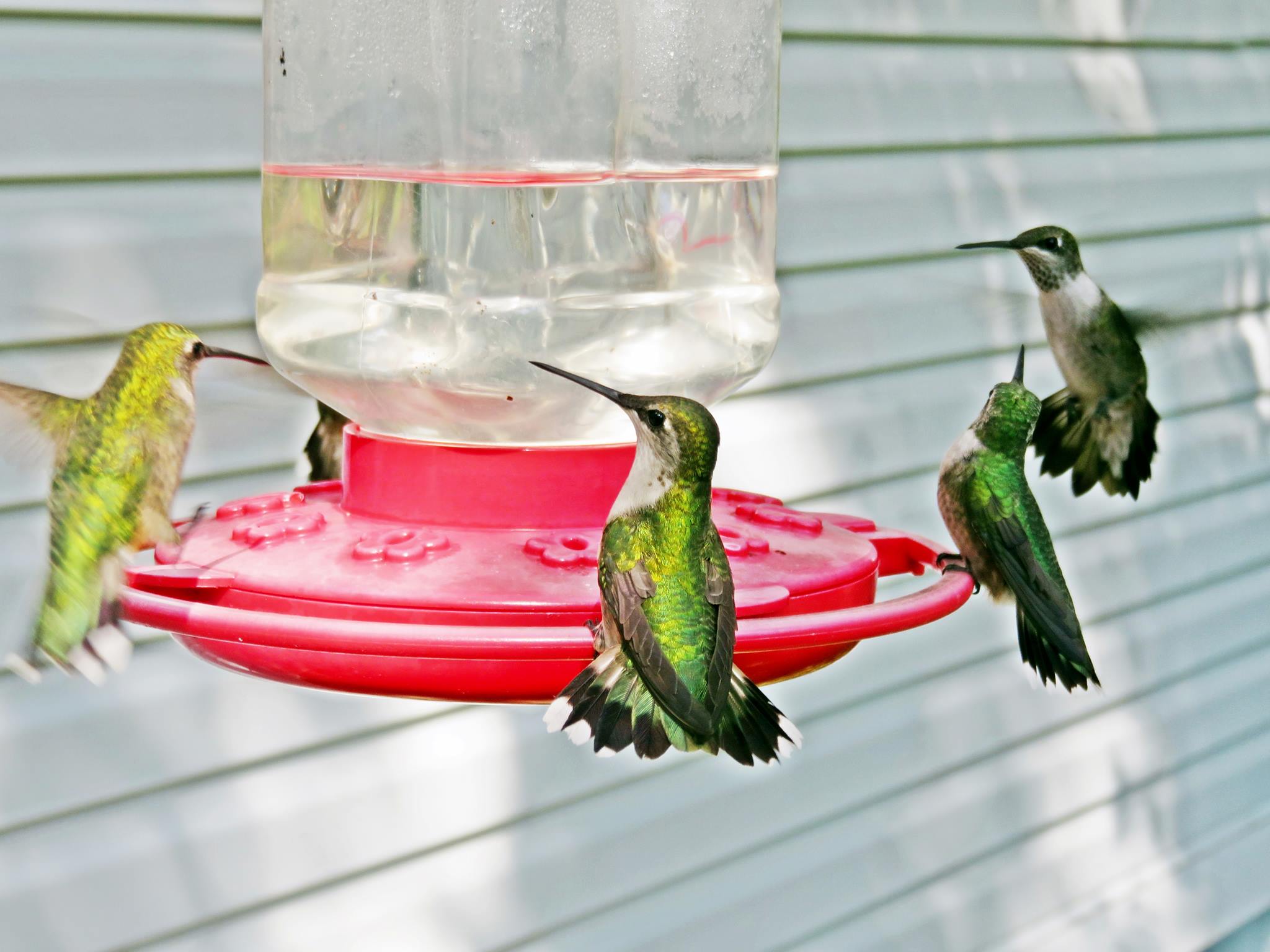 Prepare for the Hummingbirds