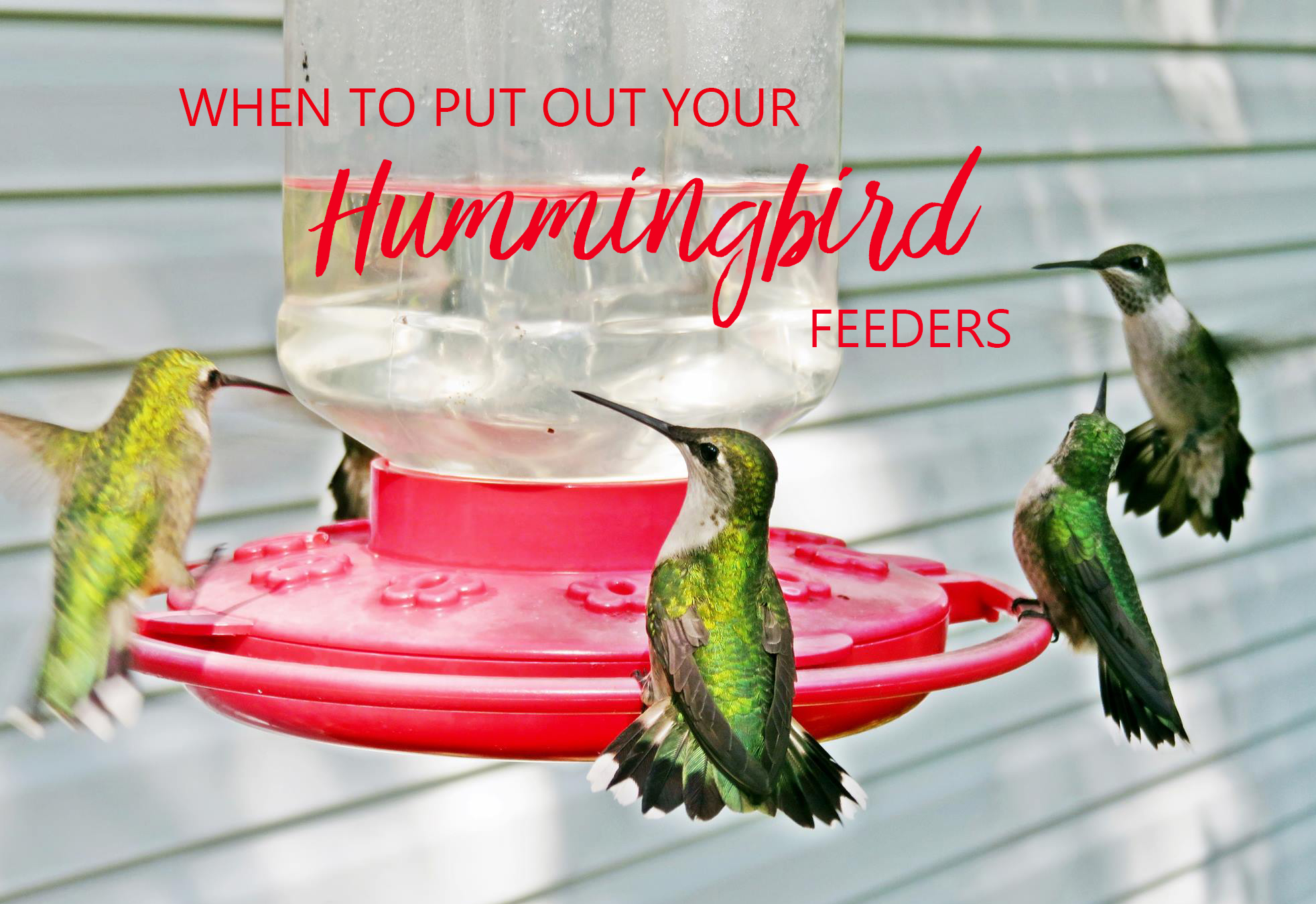 Hummingbird Season is Coming