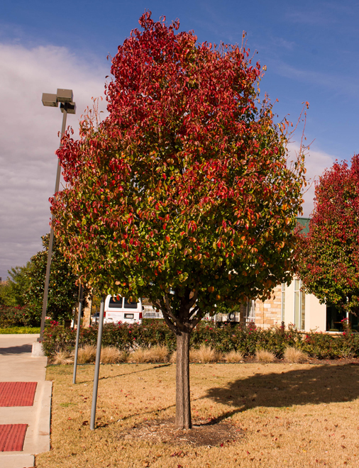 Cleveland Select Pear Tree with Fall Color