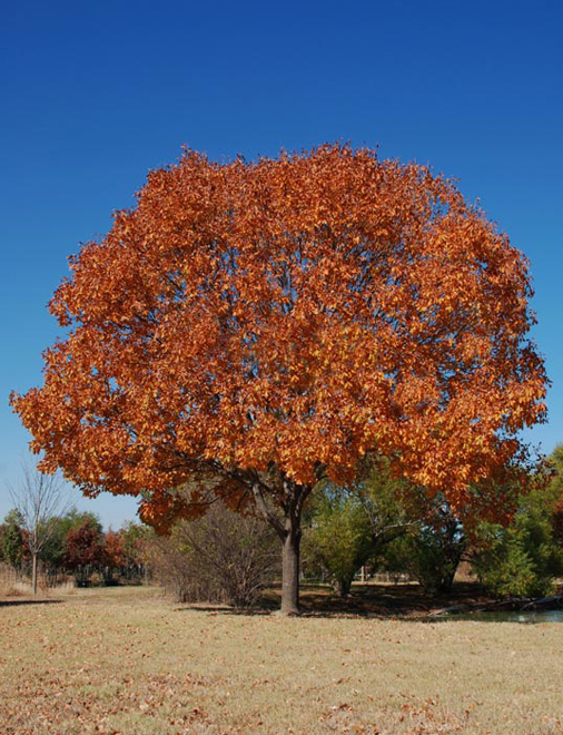 Red Oak Tree with Fall Color