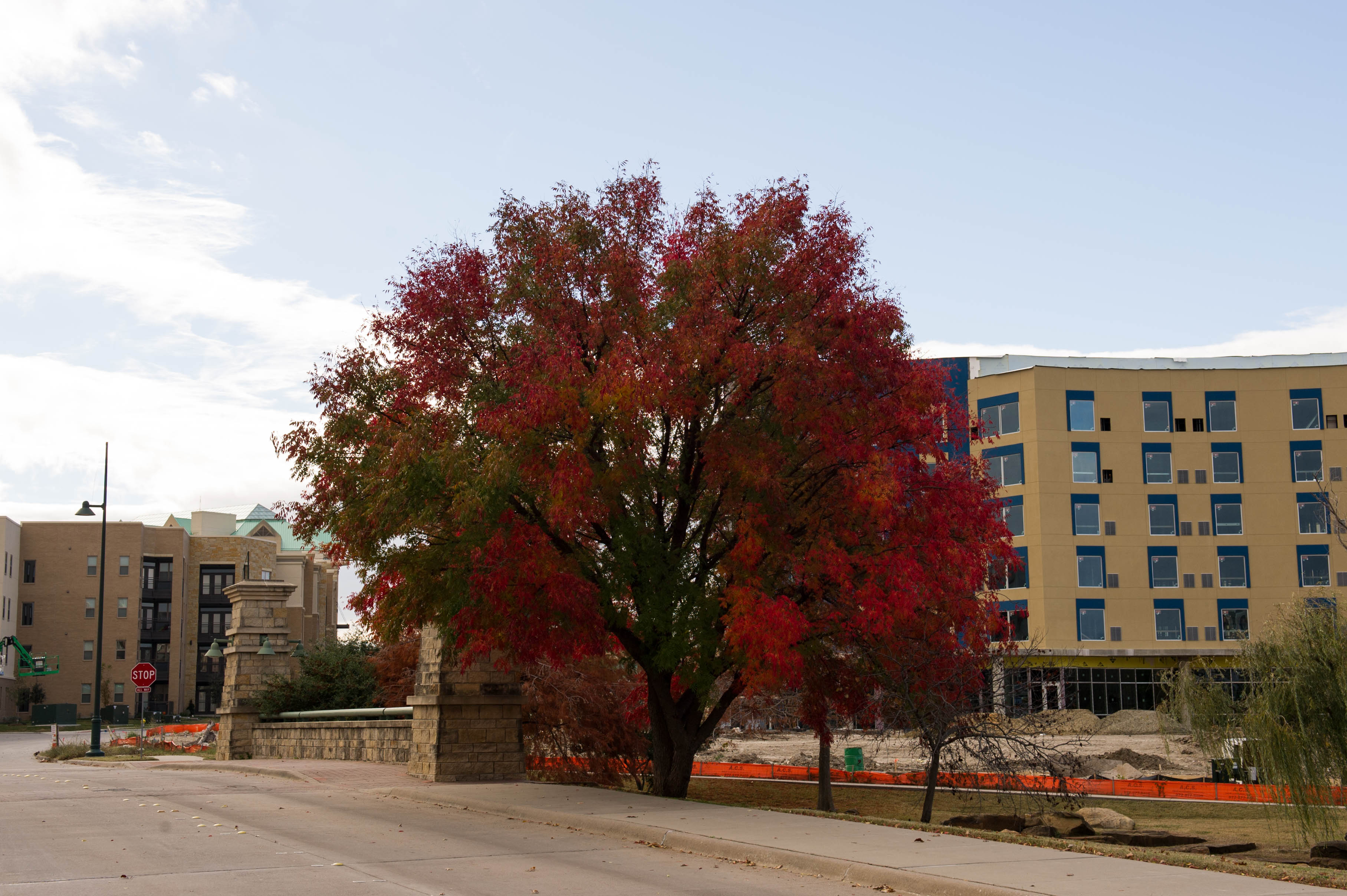 Chinese Pistachio Tree with Fall Color 