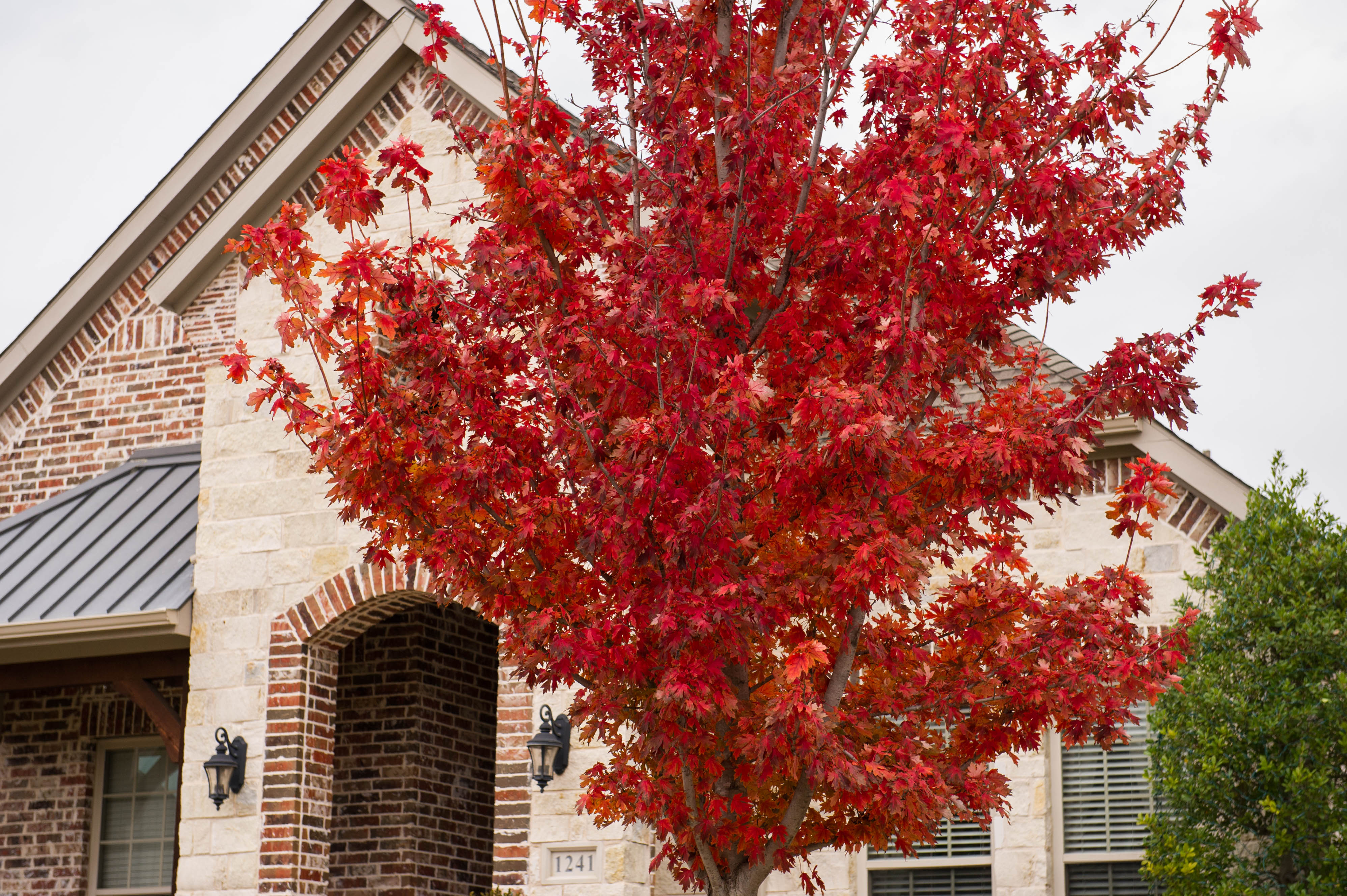 Brandywine Maple with Fall Color