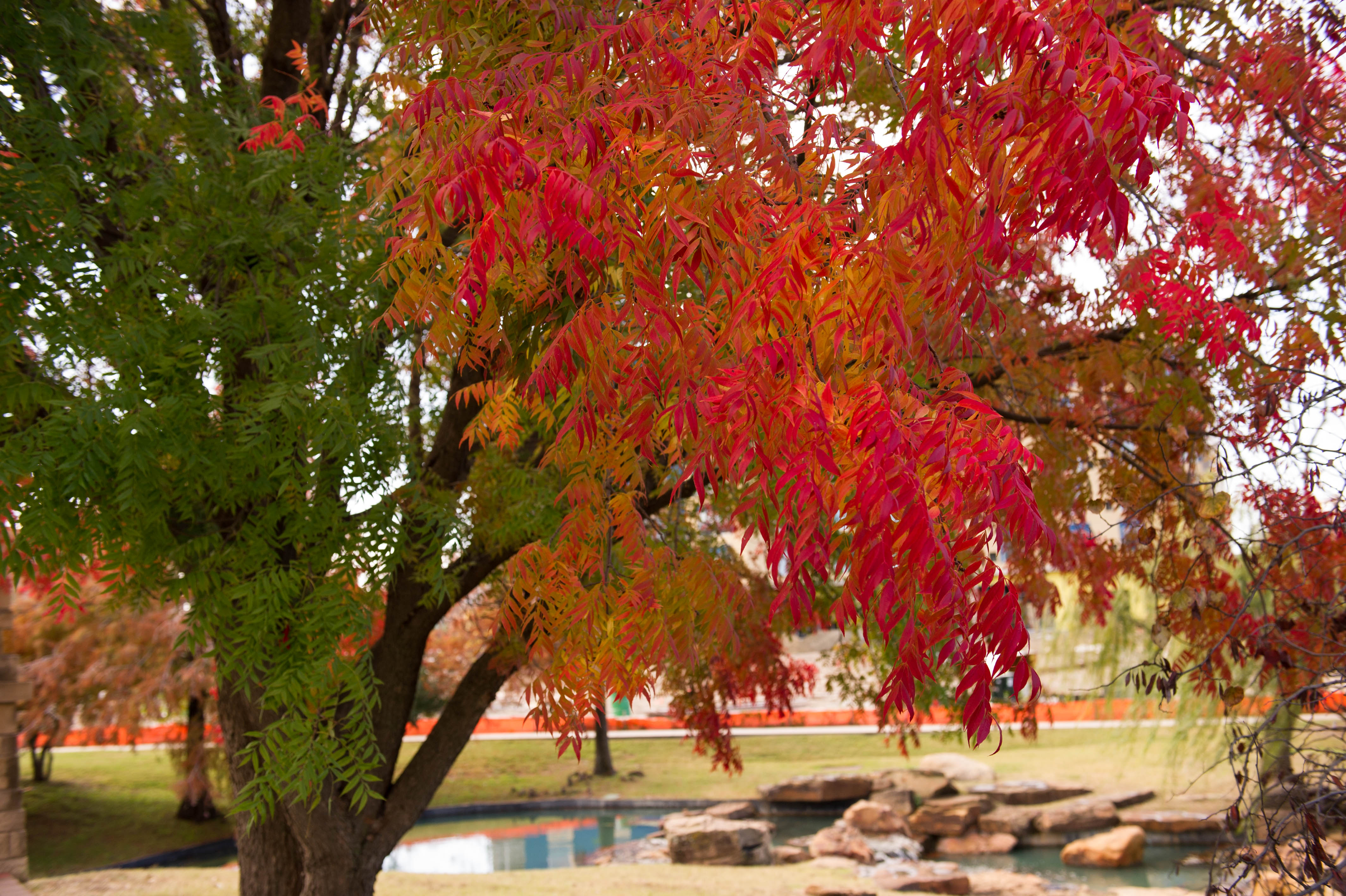 Chinese Pistachio with Fall Color