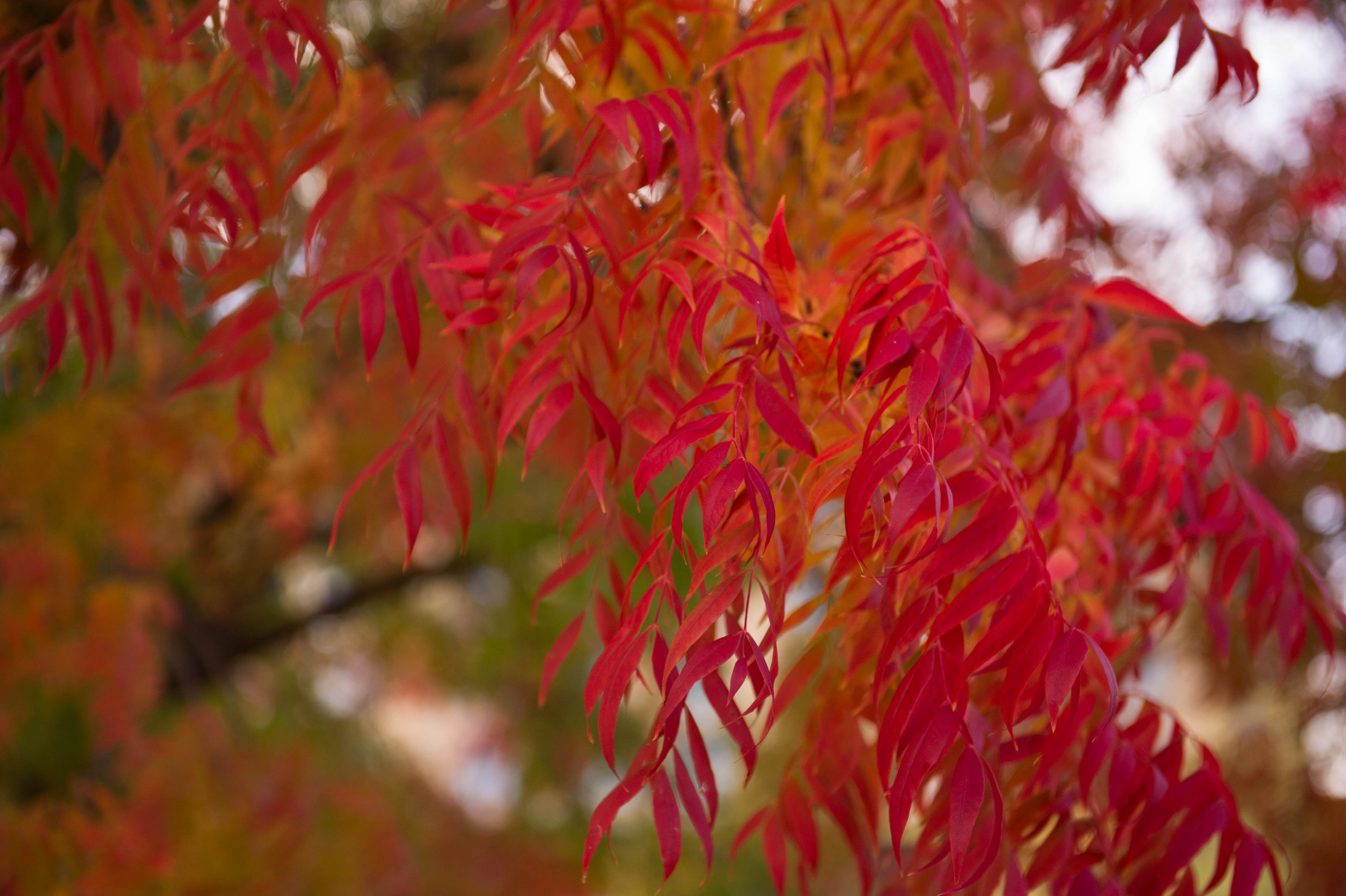 Top Trees for Fall Color in North Texas