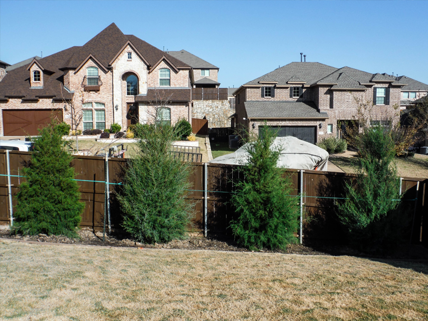 Eastern Red Cedars planted by Treeland Nursery