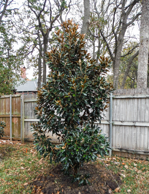 Little Gem Magnolia planted by Treeland Nursery