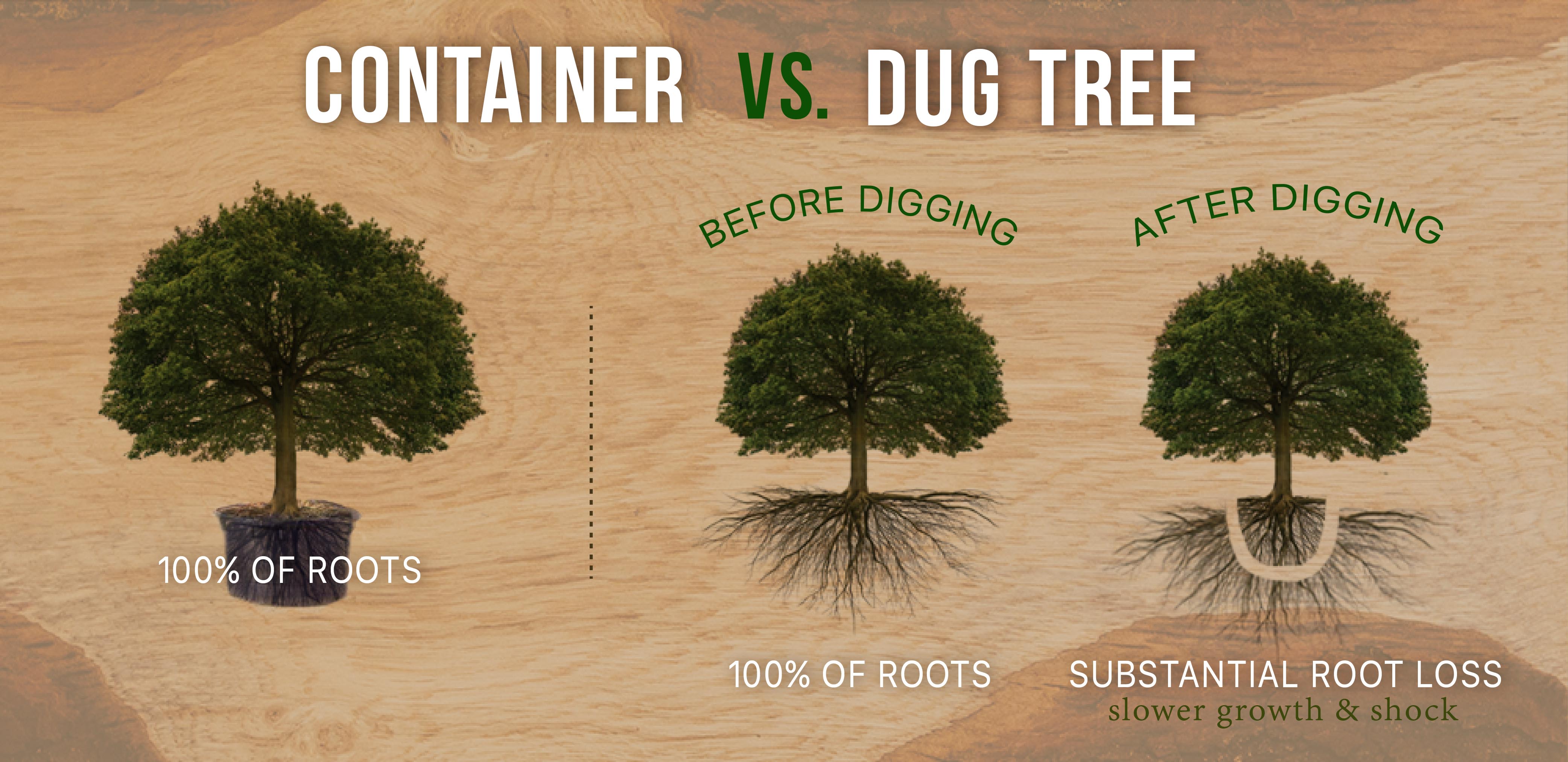 Container Grown Trees