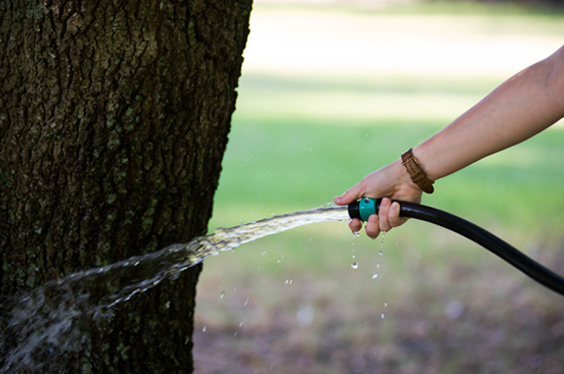 watering-schedule-treeland-nursery