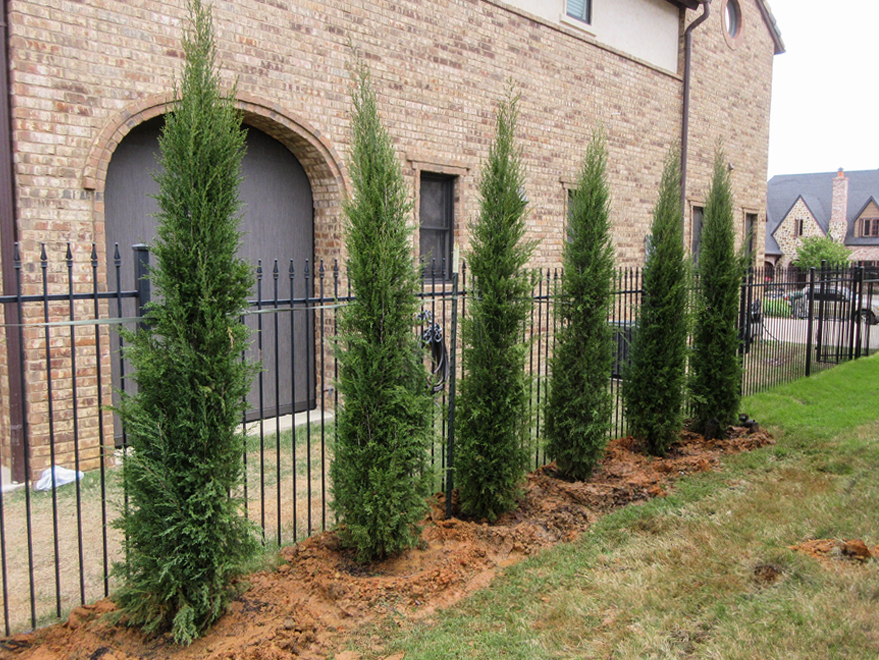 Pros And Cons Of Italian Cypress Trees