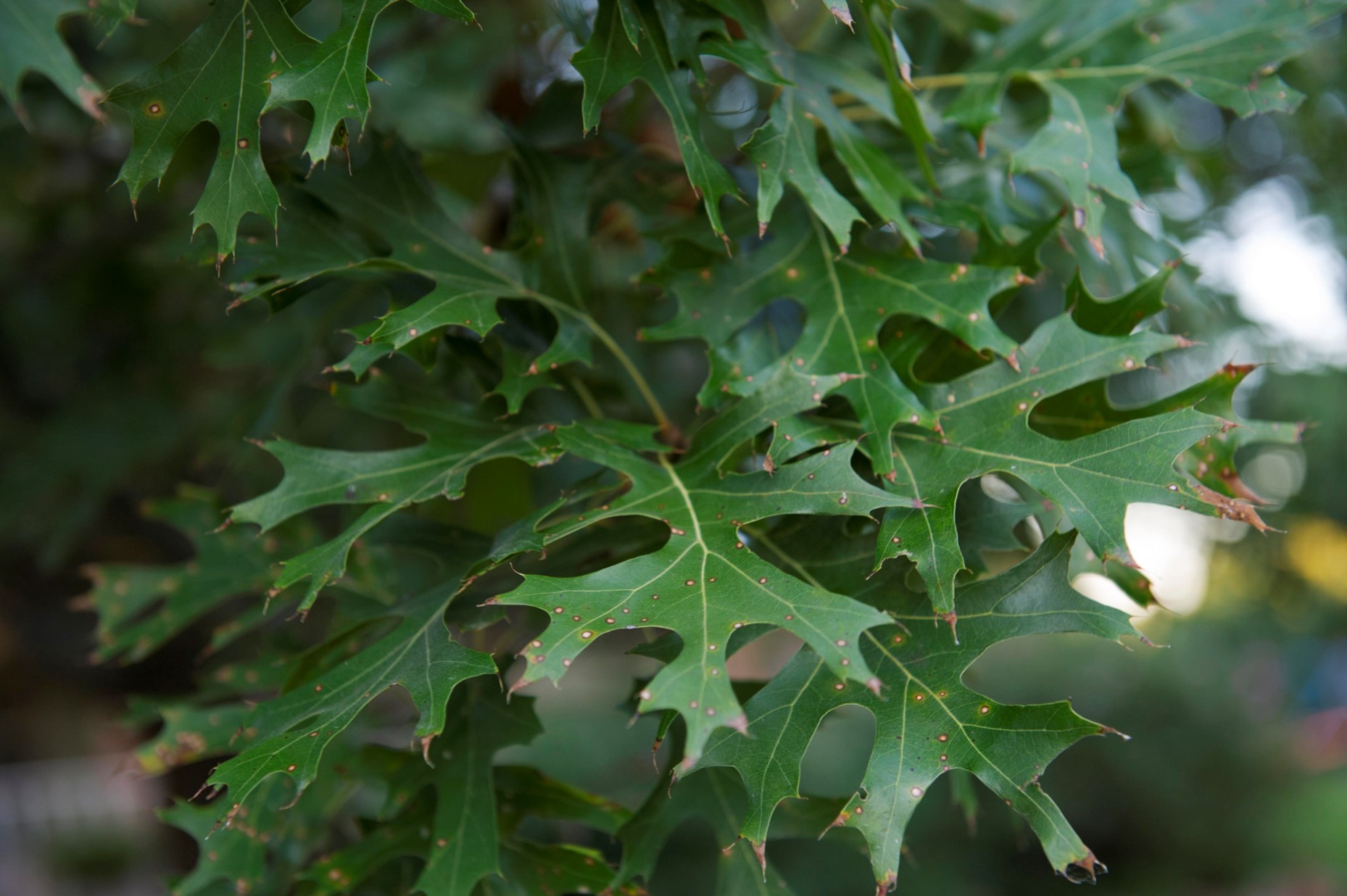 What are these brown spots on my Red Oak leaves?