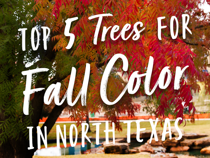 Top 5 Trees for Fall Color in North Texas