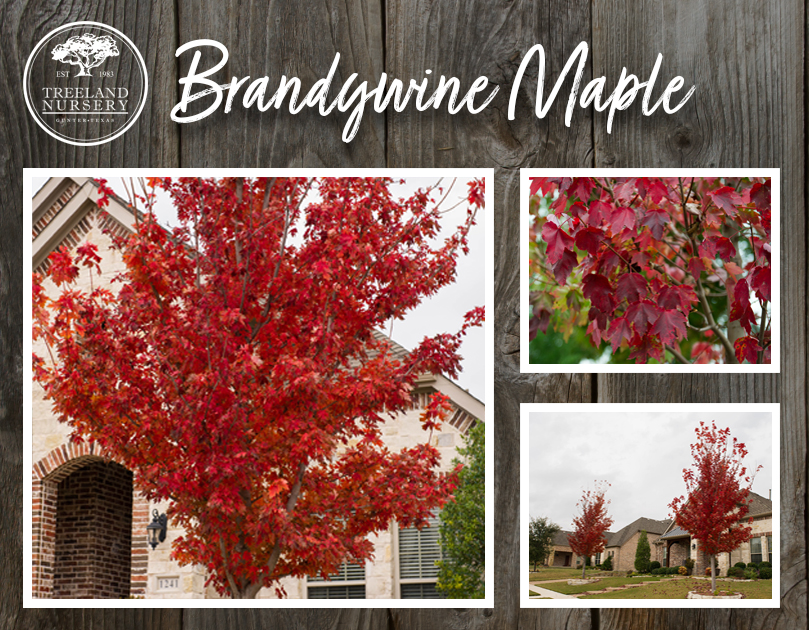 Best trees for Fall Color in Texas.