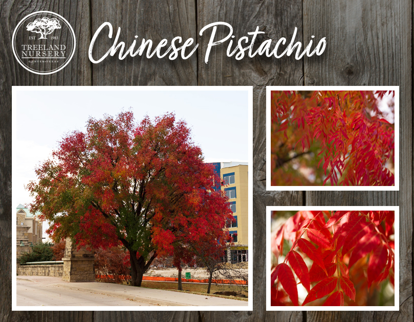 Best trees for Fall Color in Texas.