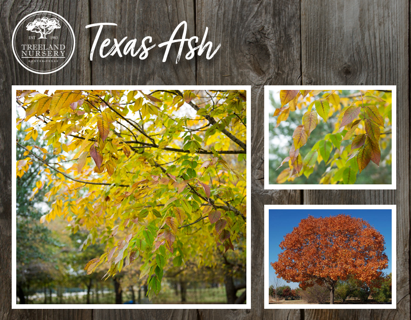 Best trees for Fall Color in Texas.