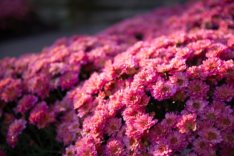 Dallas Arboretum in the Fall